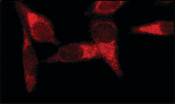 抗 早期内涵体抗原 1（N-末端） 兔抗 ~1&#160;mg/mL, affinity isolated antibody, buffered aqueous solution