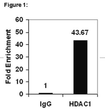 ChIPAb+ HDAC1抗体，兔多克隆 from rabbit