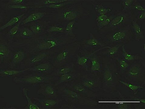 抗GOLGA5抗体 ウサギ宿主抗体 purified immunoglobulin, buffered aqueous solution