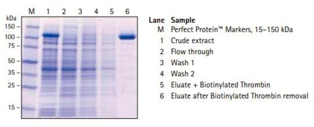 S-Protein-Agarose