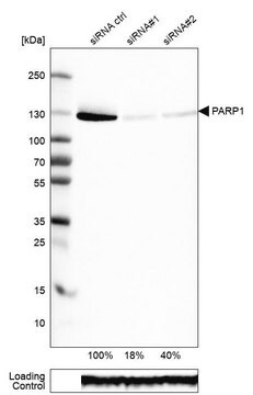 Monoclonal Anti-PARP1 Prestige Antibodies&#174; Powered by Atlas Antibodies, clone CL2209, purified immunoglobulin, buffered aqueous glycerol solution