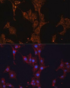 Anti-HSPB1 antibody produced in rabbit