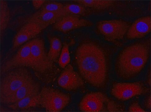 Anti-NLK (441-455) antibody produced in rabbit IgG fraction of antiserum, buffered aqueous solution