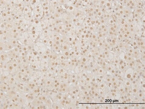 Monoclonal Anti-LHX4 antibody produced in mouse clone 2F3, purified immunoglobulin, buffered aqueous solution