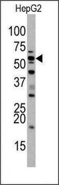 Anti-SIGLEC7 (D-siglec) (N-term) antibody produced in rabbit IgG fraction of antiserum, buffered aqueous solution