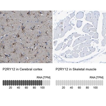 Anti-P2RY12 antibody produced in rabbit Prestige Antibodies&#174; Powered by Atlas Antibodies, affinity isolated antibody, buffered aqueous glycerol solution