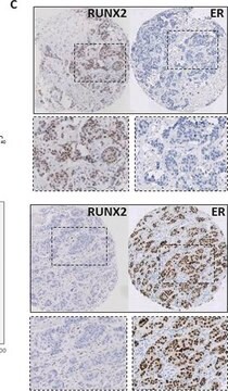 抗-RUNX2 兔抗 Prestige Antibodies&#174; Powered by Atlas Antibodies, affinity isolated antibody, buffered aqueous glycerol solution