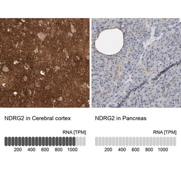 Anti-NDRG2 antibody produced in rabbit Ab2, Prestige Antibodies&#174; Powered by Atlas Antibodies, affinity isolated antibody, buffered aqueous glycerol solution