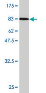 Monoclonal Anti-HSPA2 antibody produced in mouse clone 2D11, purified immunoglobulin, buffered aqueous solution