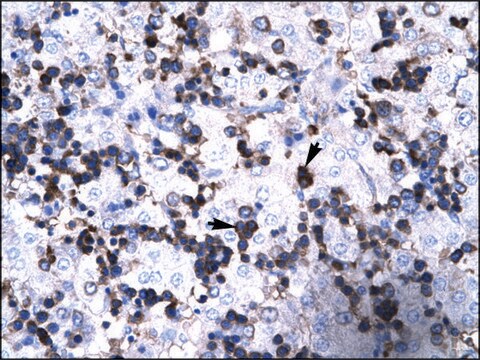 抗FOXP3 IgG fraction of antiserum