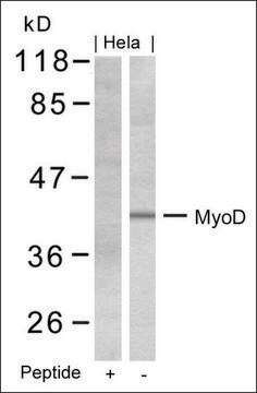 Anti-MYOD1 (Ab-200) antibody produced in rabbit affinity isolated antibody