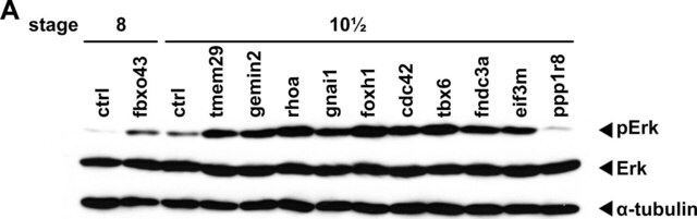 抗リン酸化-ERK1 (pThr202/pTyr204) および ERK2 (pThr185/pTyr187) ウサギ宿主抗体 affinity isolated antibody, buffered aqueous solution