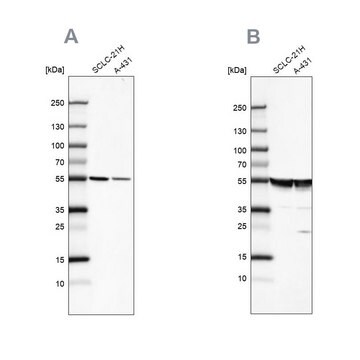 Anti-TUBA1A antibody produced in rabbit Prestige Antibodies&#174; Powered by Atlas Antibodies, affinity isolated antibody, buffered aqueous glycerol solution