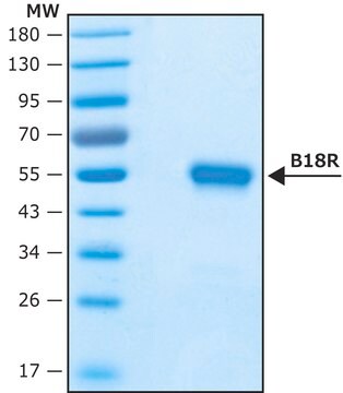 Białko Vaccinia Virus B18R, rekombinowane, wyrażane w komórkach HEK 293, bez nośnika recombinant, expressed in HEK 293 cells, endotoxin tested, suitable for cell culture, carrier-free