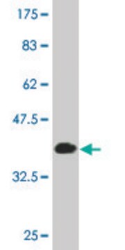 Monoclonal Anti-MAPK13 antibody produced in mouse clone 3D8, purified immunoglobulin, buffered aqueous solution