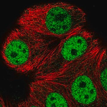 Anti-ATXN1L antibody produced in rabbit Prestige Antibodies&#174; Powered by Atlas Antibodies, affinity isolated antibody