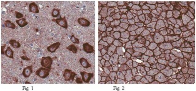 Anti-T-Cadherin(CDH13)-Antikörper from rabbit, purified by affinity chromatography