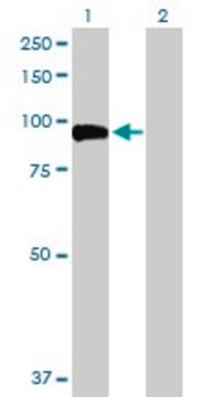 Anti-GSN antibody produced in rabbit purified immunoglobulin, buffered aqueous solution