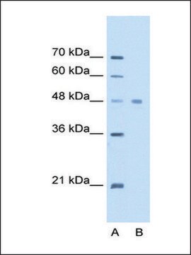 Anti-EEF1A1 antibody produced in rabbit IgG fraction of antiserum