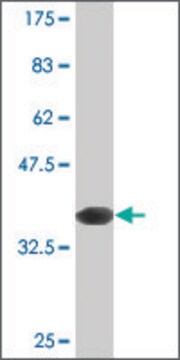 Monoclonal Anti-INPPL1, (C-terminal) antibody produced in mouse clone 10G6, purified immunoglobulin, buffered aqueous solution