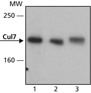 Monoclonal Anti-Cul7 antibody produced in mouse clone Ab38, purified from hybridoma cell culture