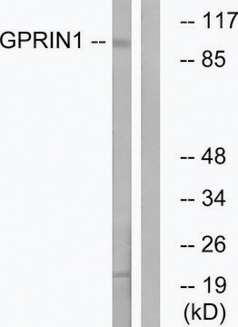 Anti-GPRIN1 antibody produced in rabbit affinity isolated antibody