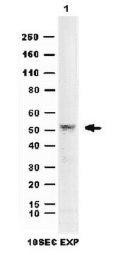 Anti-March5 Antibody serum, from rabbit