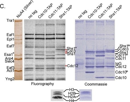 IgG de lapin Rabbit IgG Polyclonal Antibody validated for use in ELISA.