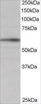 Anti-BAIAP2 (Isoform 1) antibody produced in goat affinity isolated antibody, buffered aqueous solution