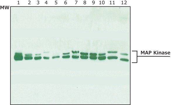 Anti-MAP Kinase (ERK-1, ERK-2) antibody produced in rabbit whole antiserum