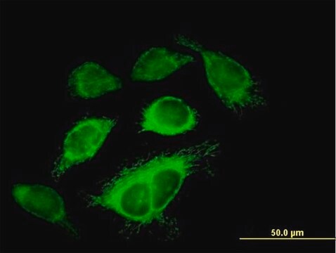 Anti-IDH3A antibody produced in mouse purified immunoglobulin, buffered aqueous solution