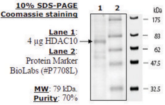 HDAC-10 human recombinant, expressed in baculovirus infected insect cells, &#8805;10% (SDS-PAGE)