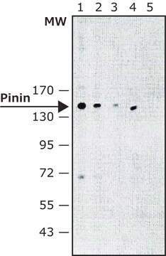 Monoclonal Anti-Pinin antibody produced in mouse ~1.5&#160;mg/mL, clone 5F1, purified immunoglobulin, buffered aqueous solution