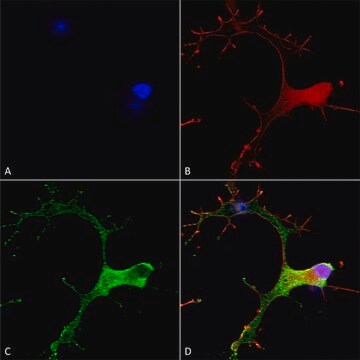 Monoclonal Anti-Cav3.1 - Rpe antibody produced in mouse clone S178A-9, purified immunoglobulin