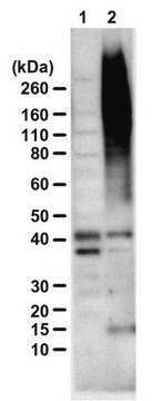 Anti-HD-polyAla-Ct serum, from rabbit