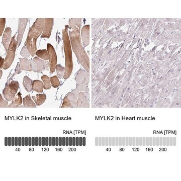 Anti-MYLK2 antibody produced in rabbit Prestige Antibodies&#174; Powered by Atlas Antibodies, affinity isolated antibody, buffered aqueous glycerol solution