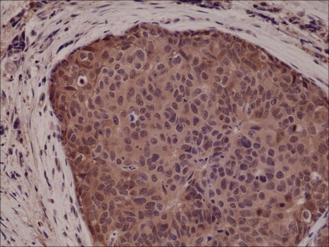 Anti-p38 MAPK antibody, Rabbit monoclonal recombinant, expressed in HEK 293 cells, clone RM245, purified immunoglobulin