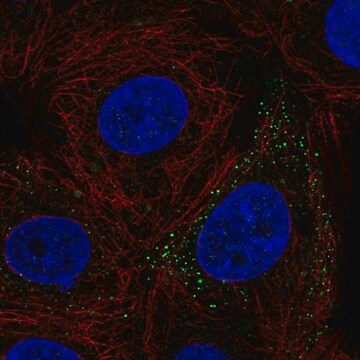 抗FERMT3抗体 ウサギ宿主抗体 Prestige Antibodies&#174; Powered by Atlas Antibodies, affinity isolated antibody