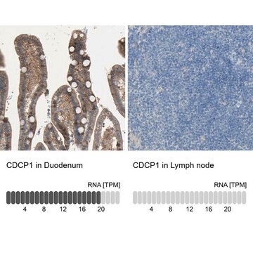 Anti-CDCP1 antibody produced in rabbit Prestige Antibodies&#174; Powered by Atlas Antibodies, affinity isolated antibody, buffered aqueous glycerol solution