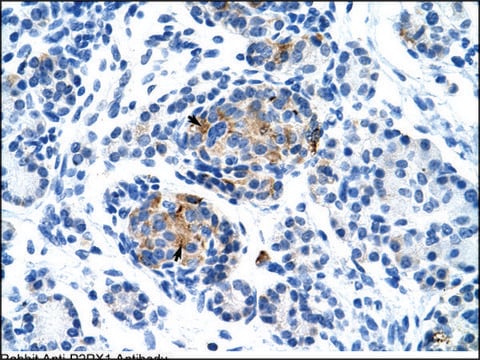 Anti-P2RX1 antibody produced in rabbit IgG fraction of antiserum