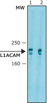 抗L1CAM抗体, マウスモノクローナル clone UJ127.11, purified from hybridoma cell culture