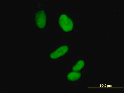 Anti-CCNH antibody produced in mouse purified immunoglobulin, buffered aqueous solution