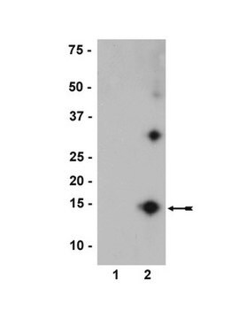 Anti-Nitro-&#945;/&#946;-Synuclein-Antikörper, Klon&nbsp;nSyn12 clone nSyn12, Upstate&#174;, from mouse