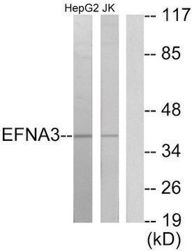 Anti-EFNA3 antibody produced in rabbit affinity isolated antibody