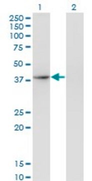 Monoclonal Anti-THOC3 antibody produced in mouse clone 3D4, purified immunoglobulin, buffered aqueous solution