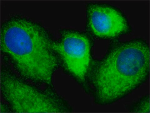 Anti-SND1 (C-terminal) antibody produced in rabbit ~1.0&#160;mg/mL, affinity isolated antibody