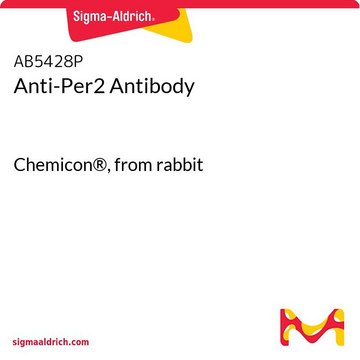 Przeciwciało anty-Per2 Chemicon&#174;, from rabbit