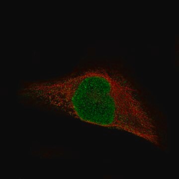 Monoclonal Anti-Msh3 Antibody Produced In Mouse Prestige Antibodies&#174; Powered by Atlas Antibodies, clone CL14059, affinity isolated antibody, buffered aqueous glycerol solution