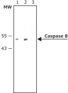 Anti-Caspase 8 antibody, Mouse monoclonal clone CAS8, purified from hybridoma cell culture