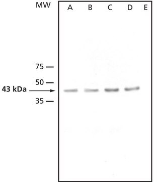 抗 AtMPK3 兔抗 affinity isolated antibody, buffered aqueous solution